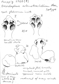 Vorschaubild Oreodaphne adenotrachelium Nees